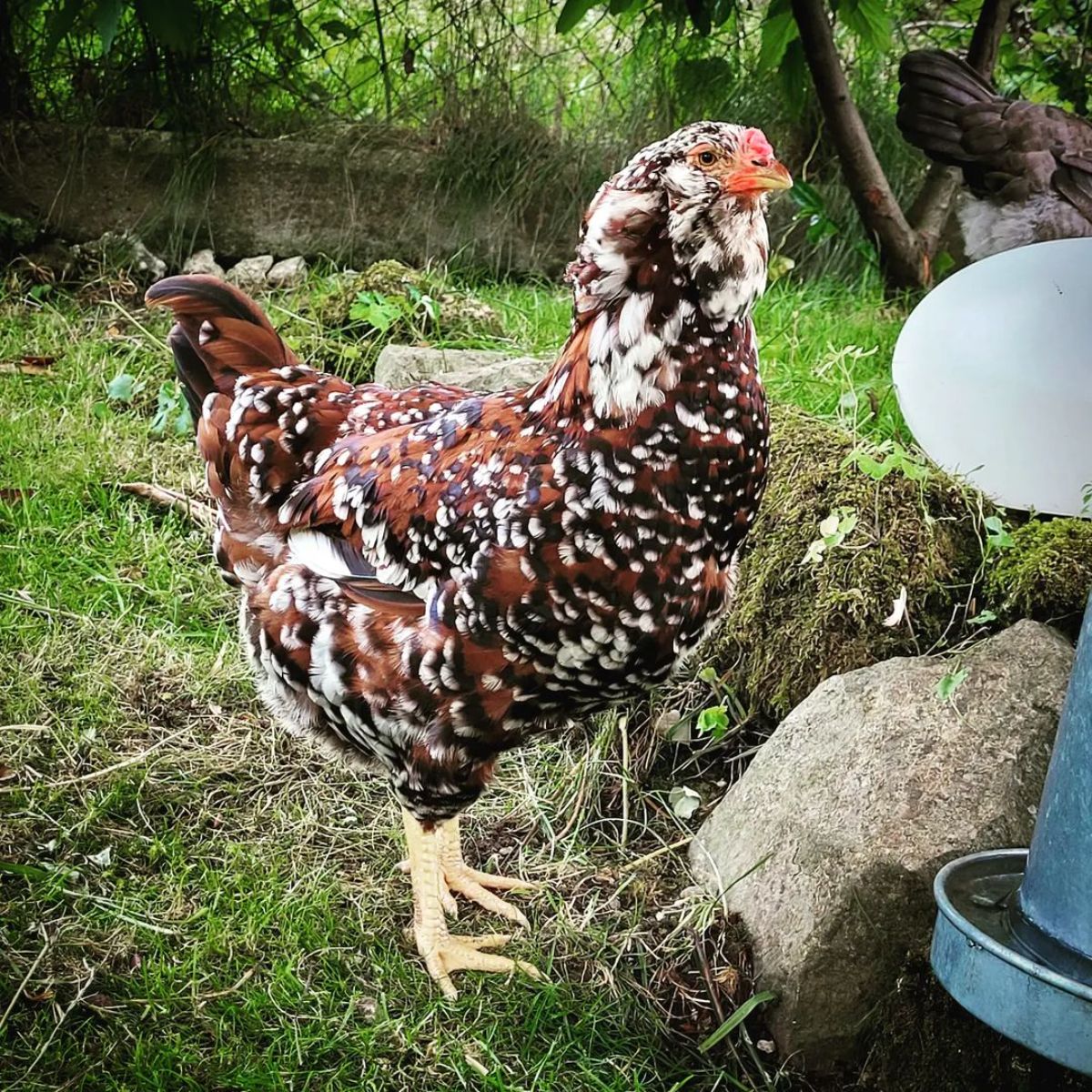 An adorable Orloff Chicken in a backyard.