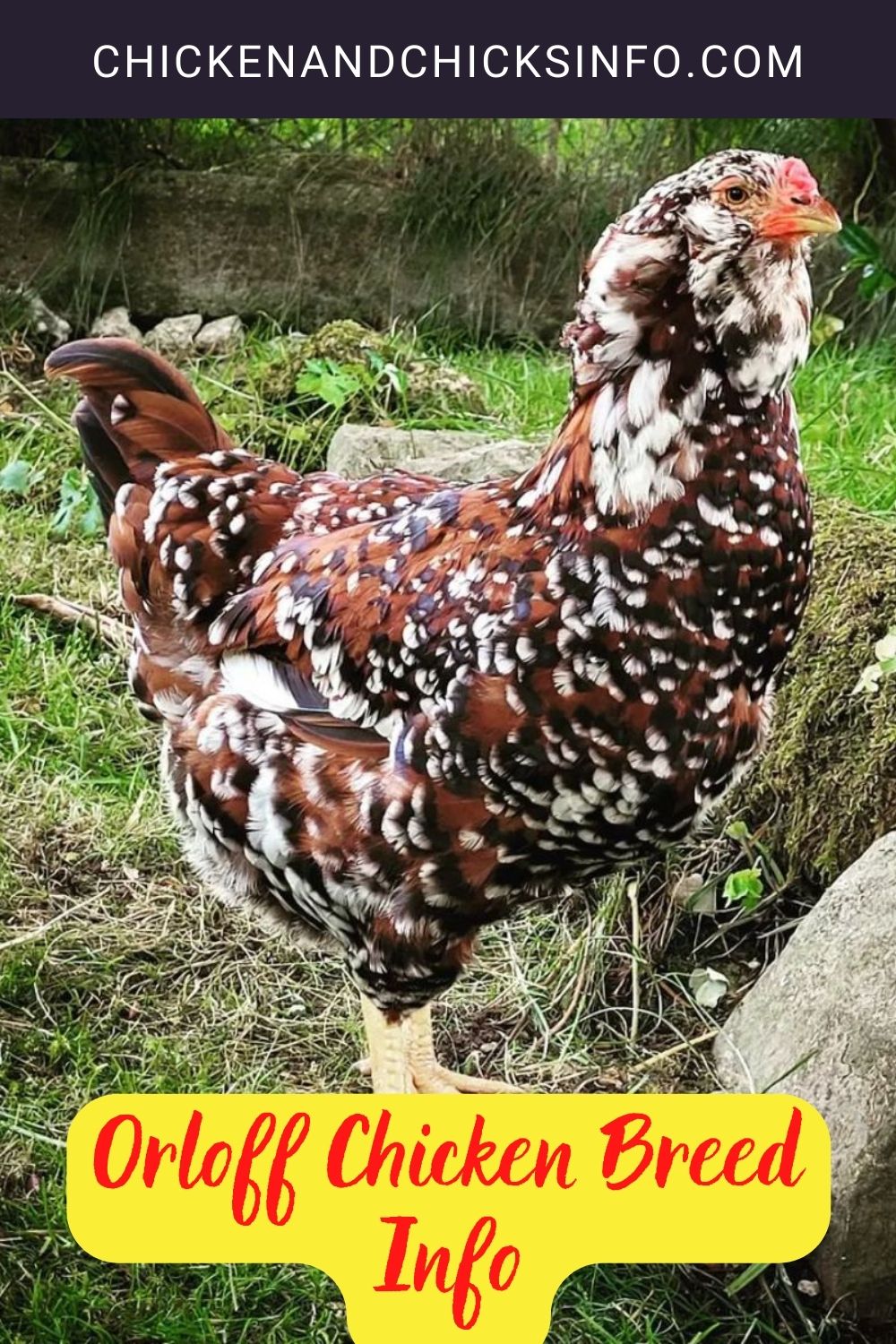 Orloff Chicken Breed Info pinterest image.