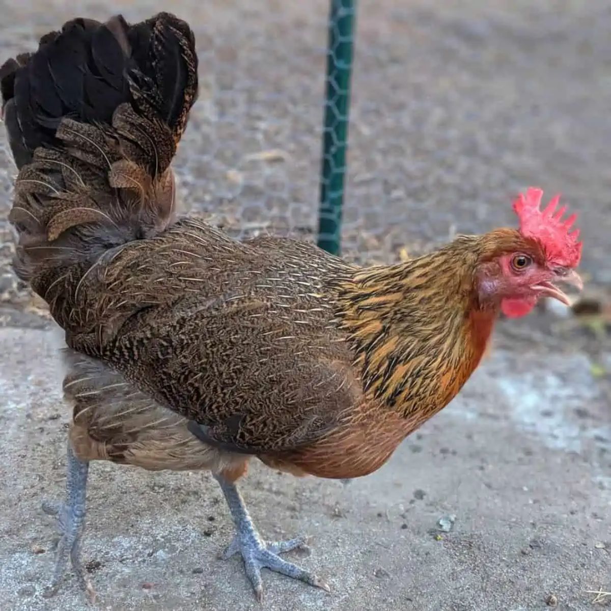 An adorable Penedesenca Chicken in a backyard near a fence.