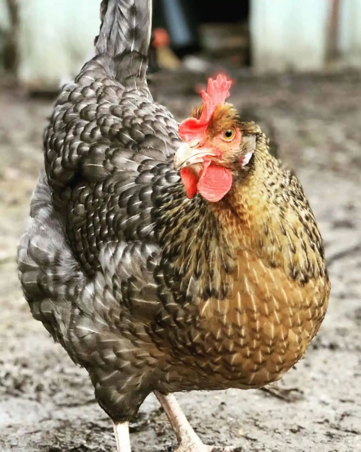 A close-up of a Penedesenca Chicken.