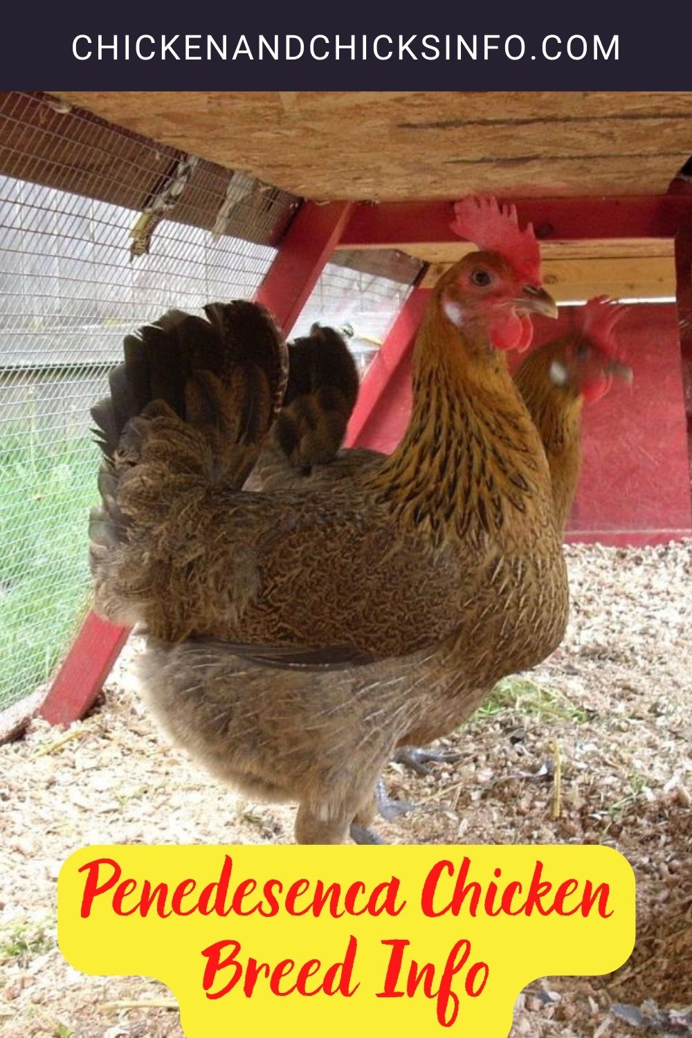 Penedesenca Chicken Breed Info pinterest image.