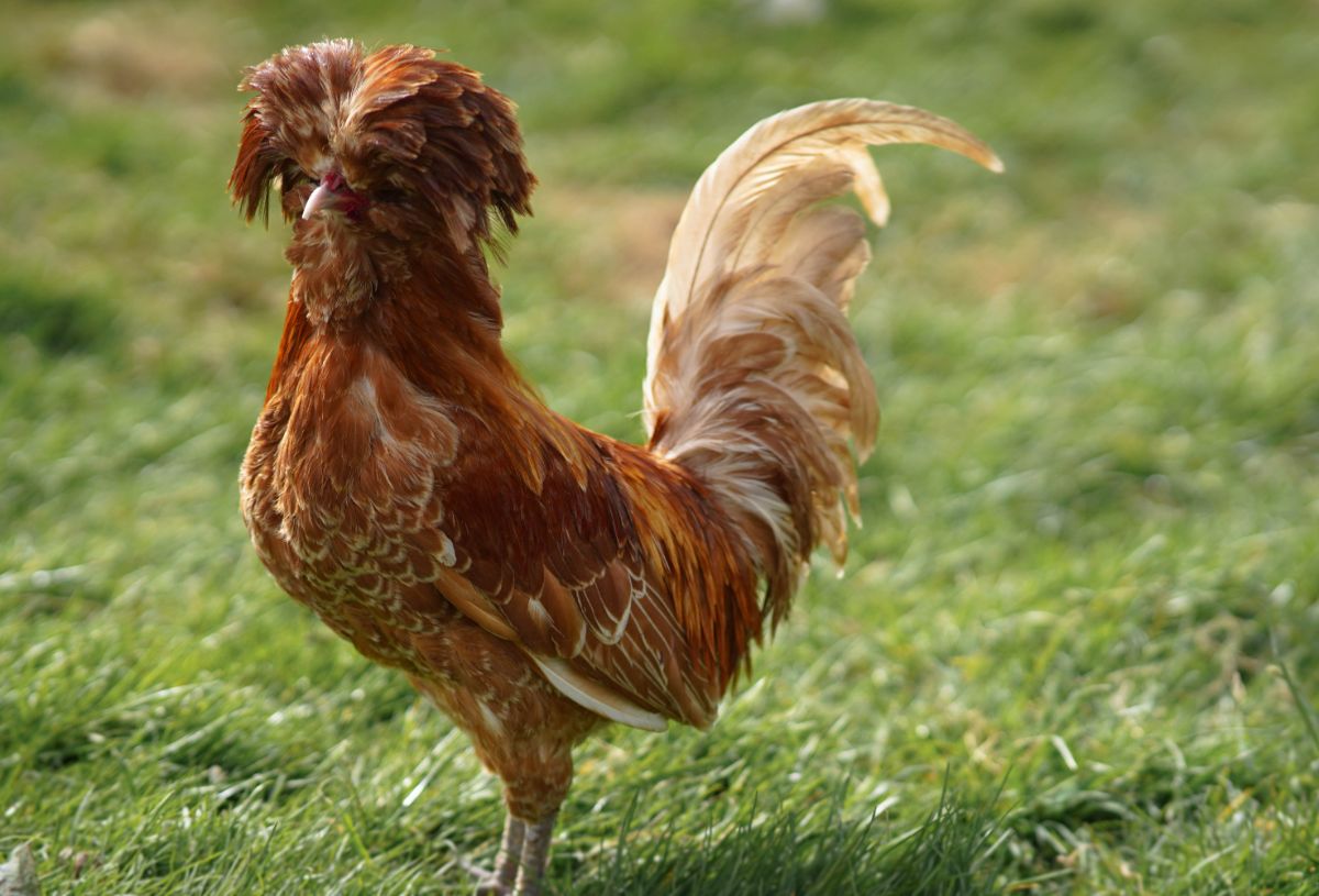 A beautiful brown Polish chicken on green grass.