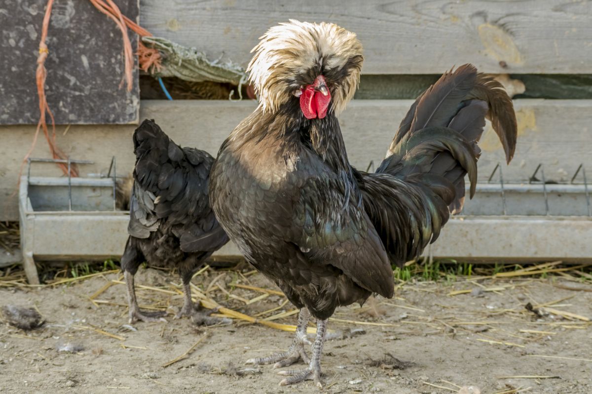 A black polish rooster with a hen near a wooden fence.