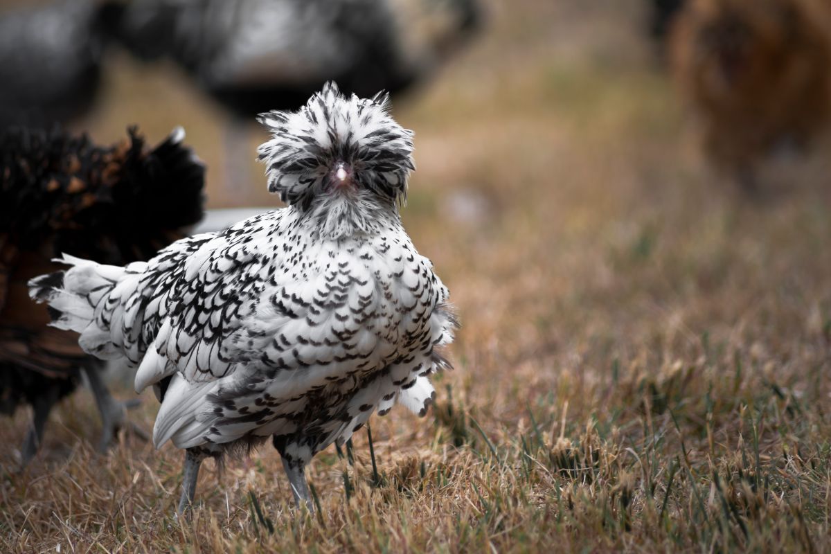 A beautiful white-gray polish chicken in a backyard pasture.