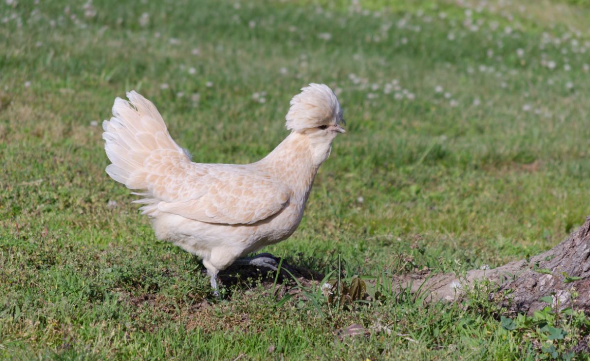 A beautiful Polish white hen on a green pasture.
