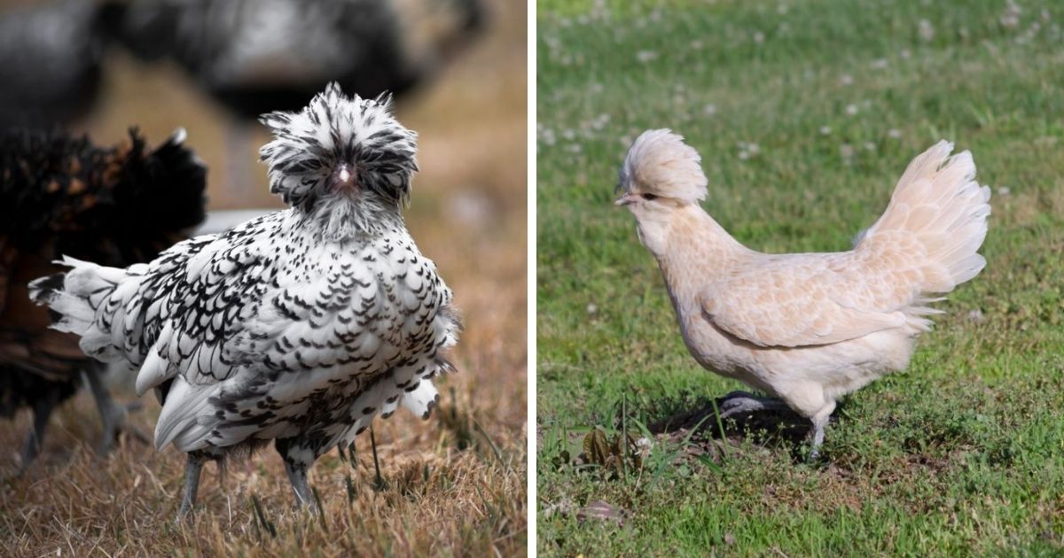 Polish Chicken Breed Info + Where To Buy - Chicken & Chicks Info