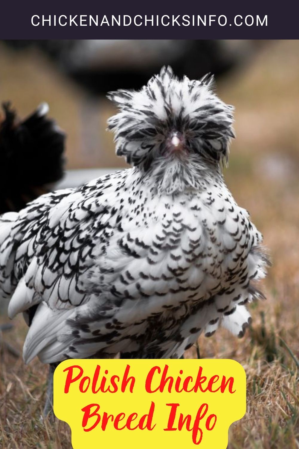 Polish Chicken Breed Info pinterest image.