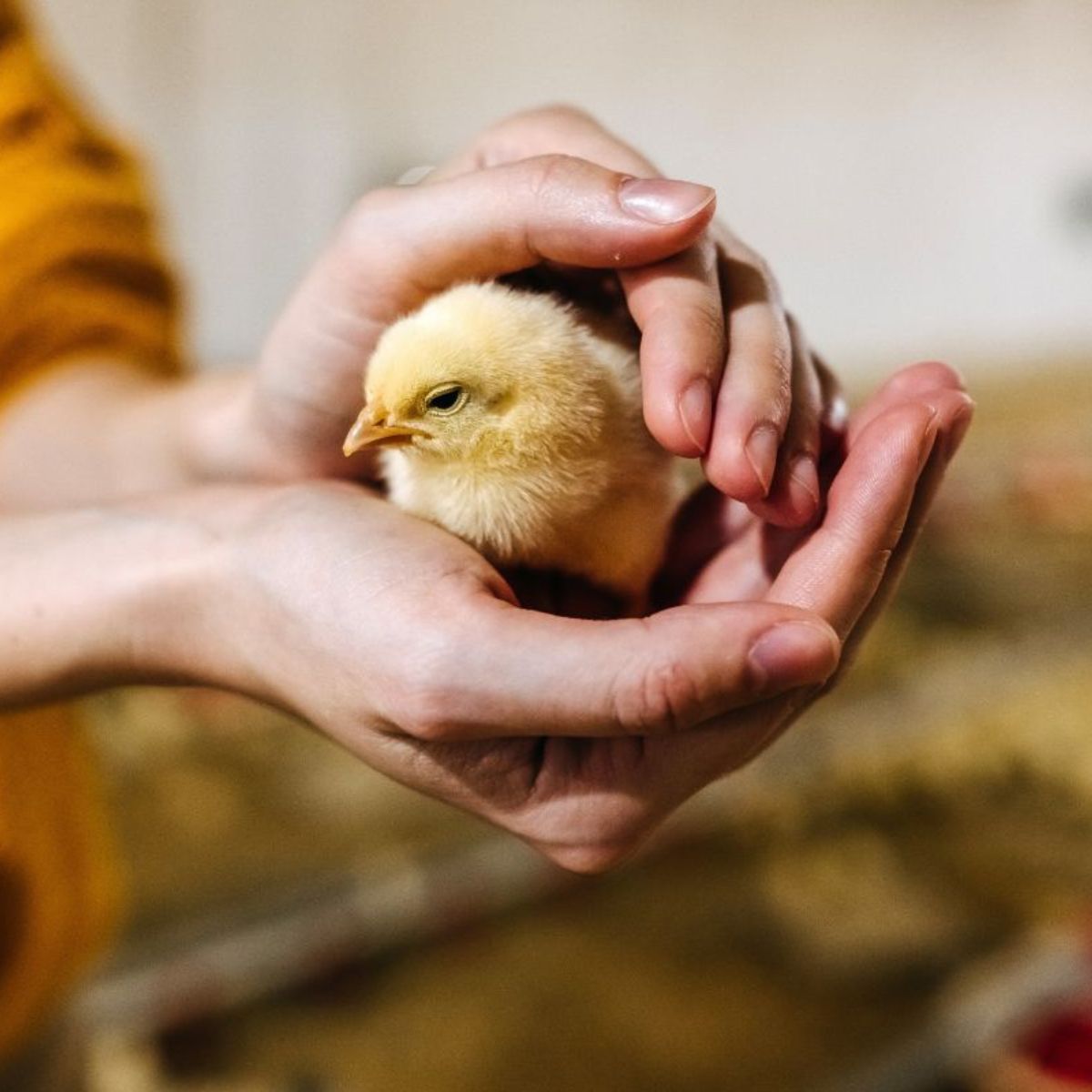 How Long Can Chicks Go Without Water? Chicken & Chicks Info