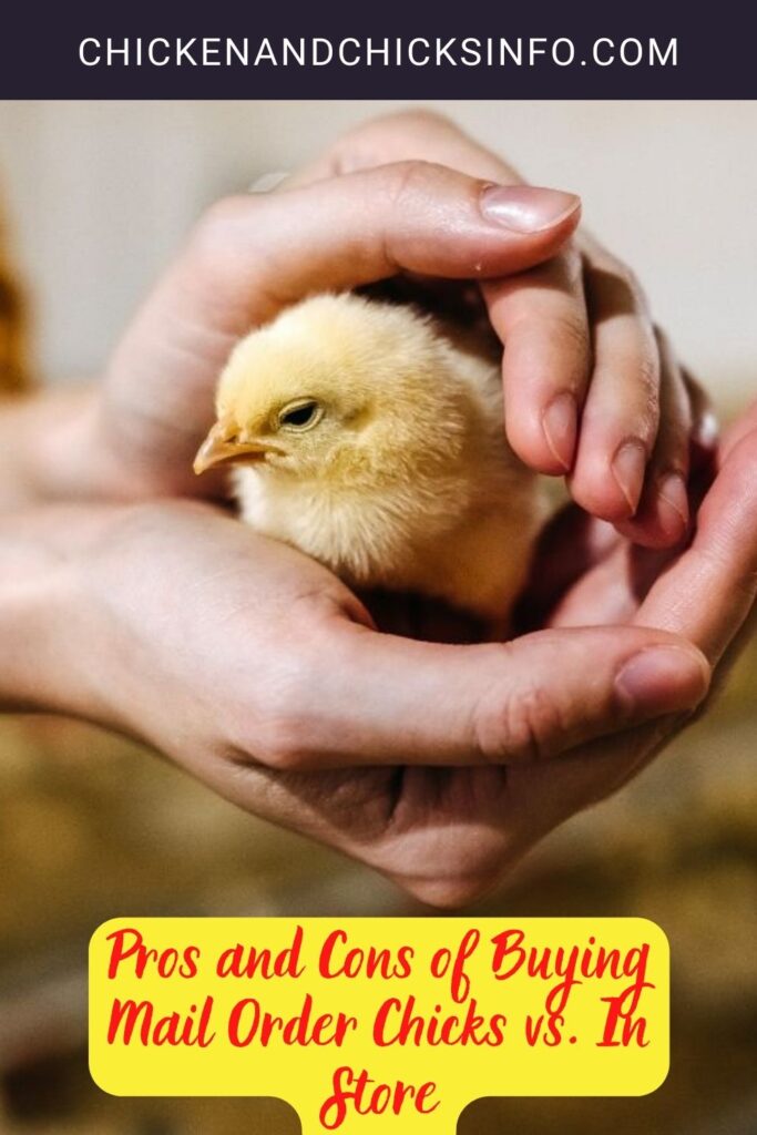 Pros and Cons of Buying Mail Order Chicks vs. In Store Chicken