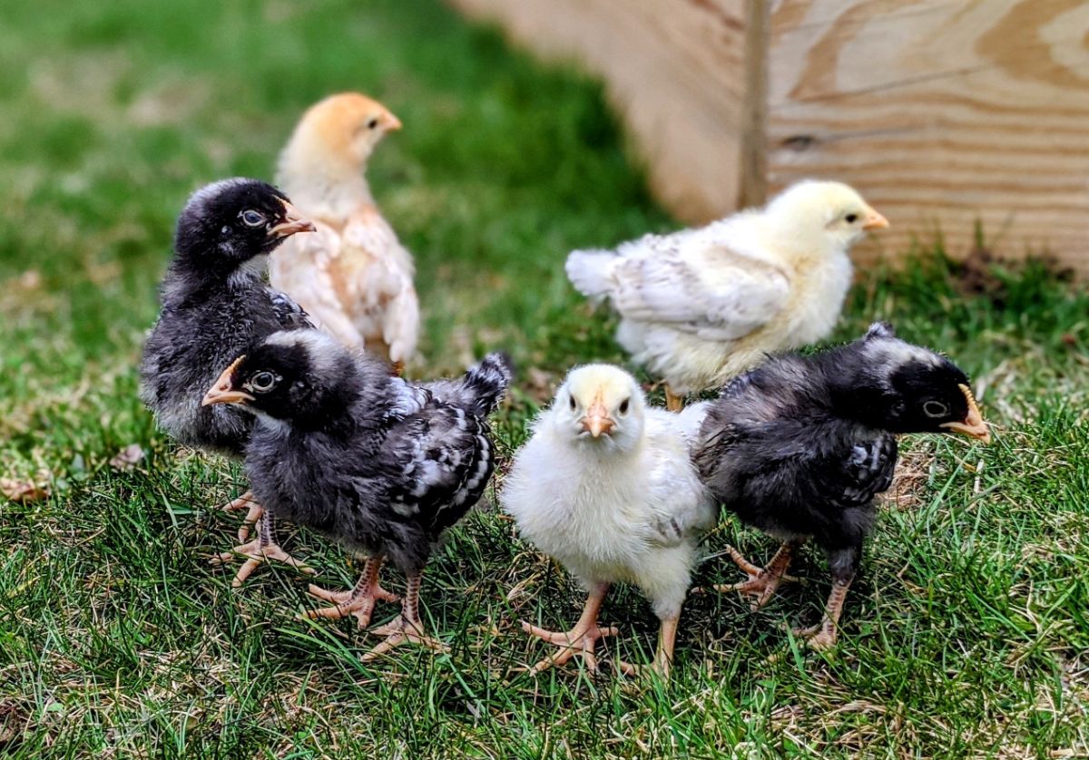 Six adorable pullets of different colors on green grass.