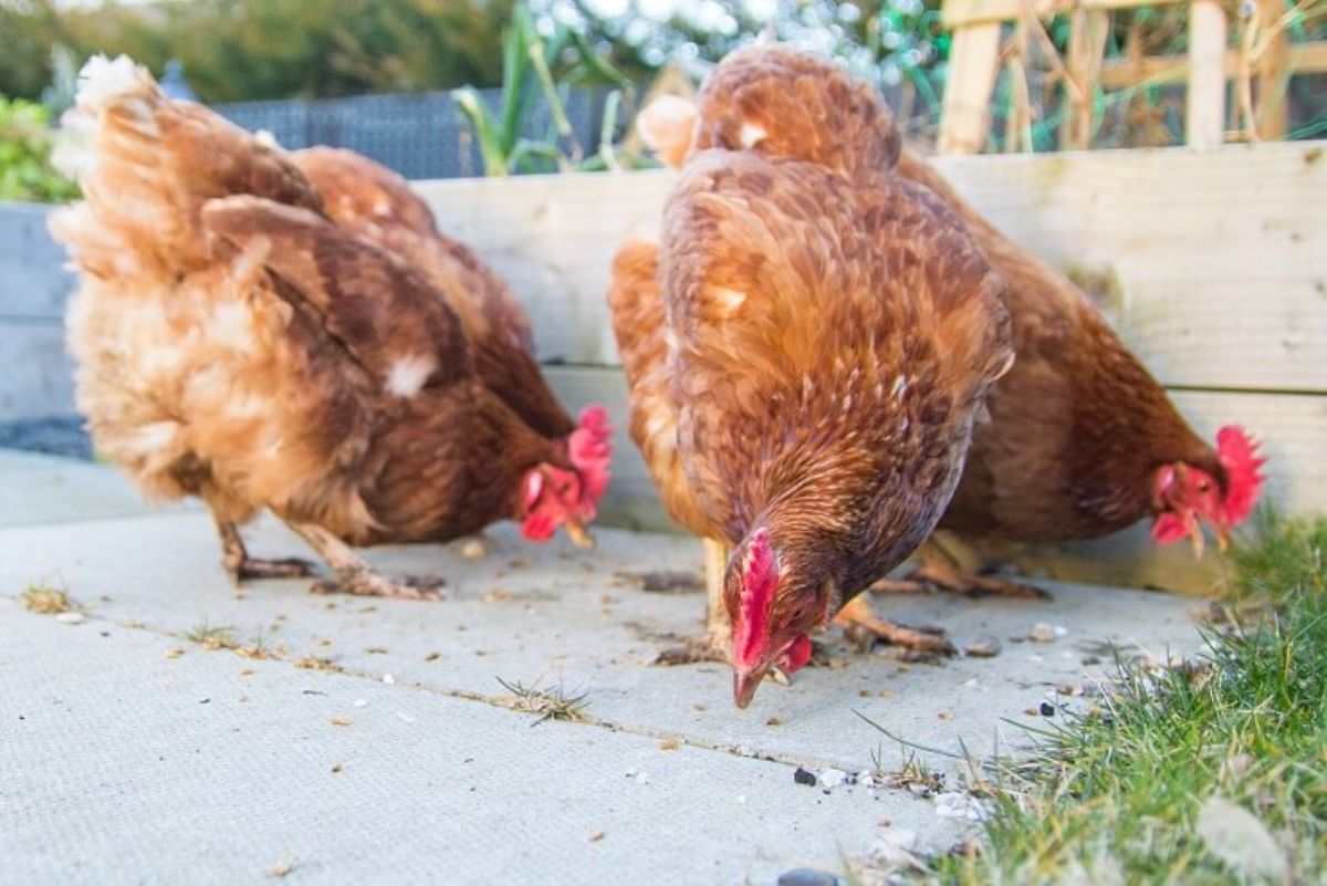 Four Red Ranger hens gobbling in a backyard.