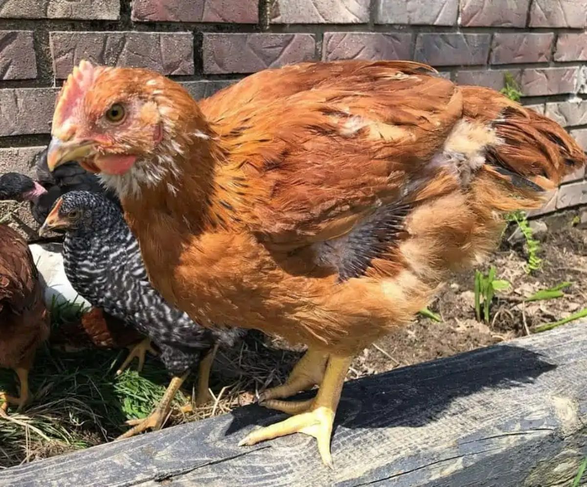 A young Red Ranger hen on a wooden board.