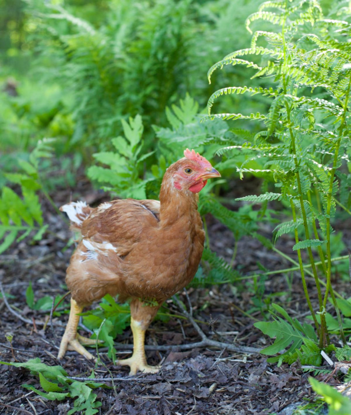 A young Red Ranger chicken in a backyard near ferns.