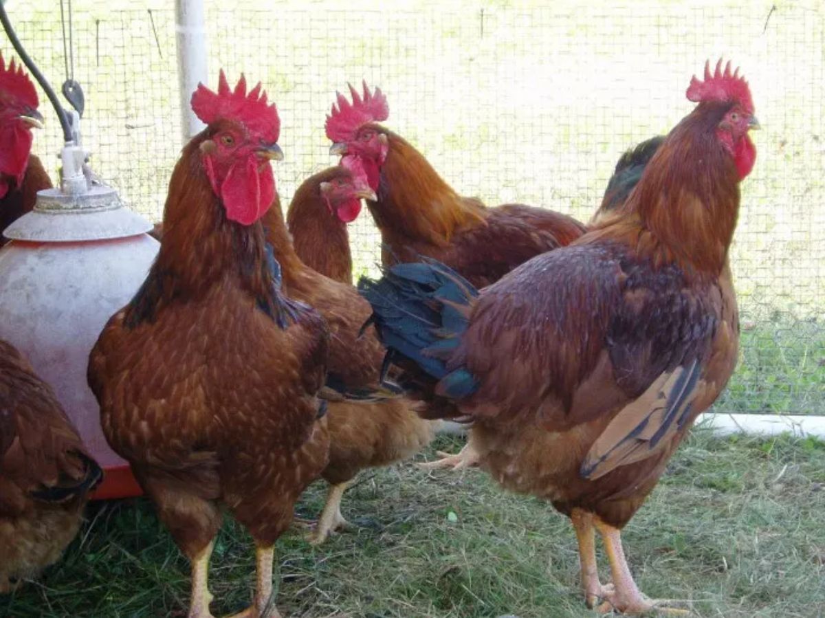 A Red Ranger chicken flock in a backyard.