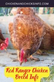 Red Ranger Chicken Breed Info - Chicken & Chicks Info