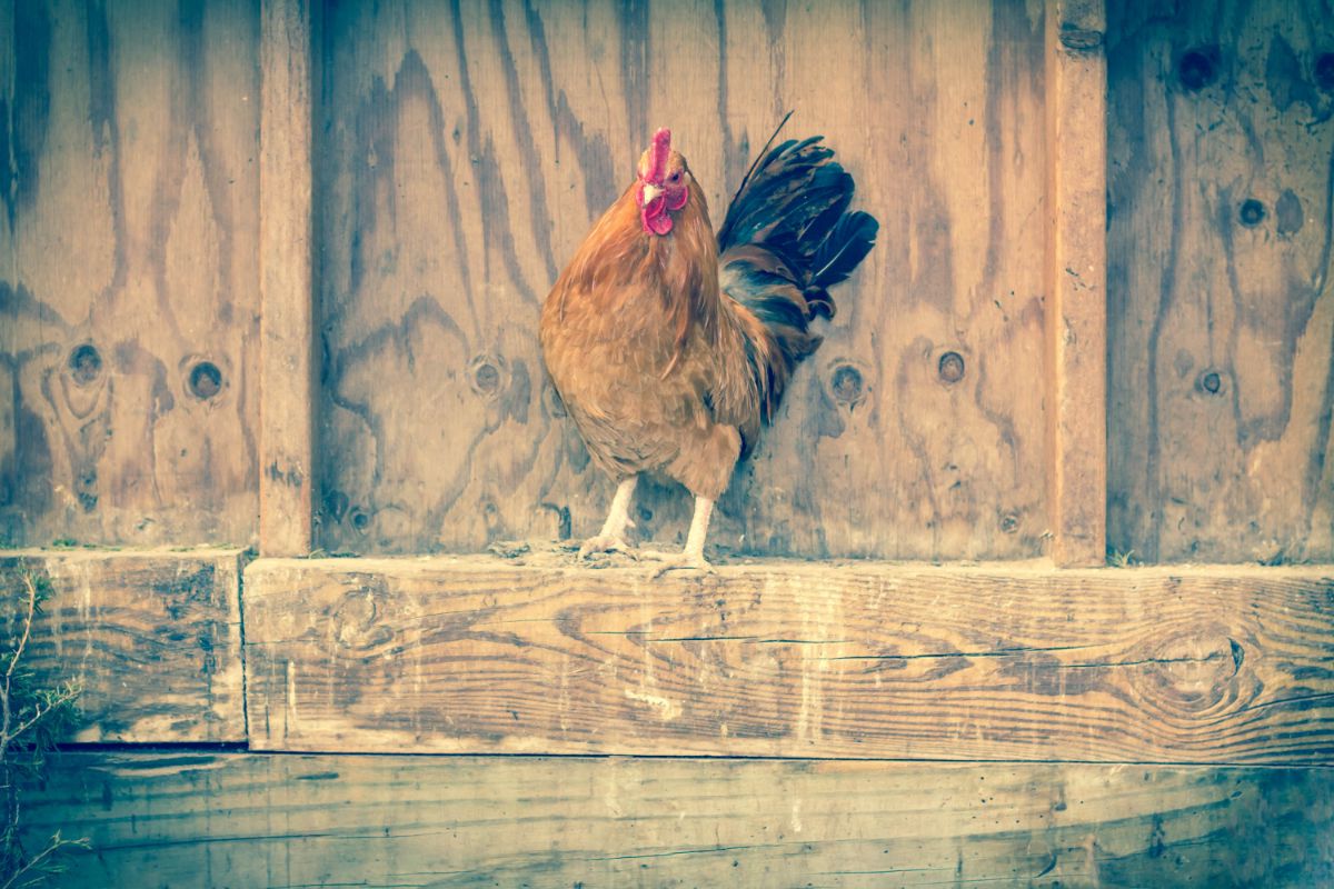 A Sicilian Buttercup rooster perched on a wooden log.