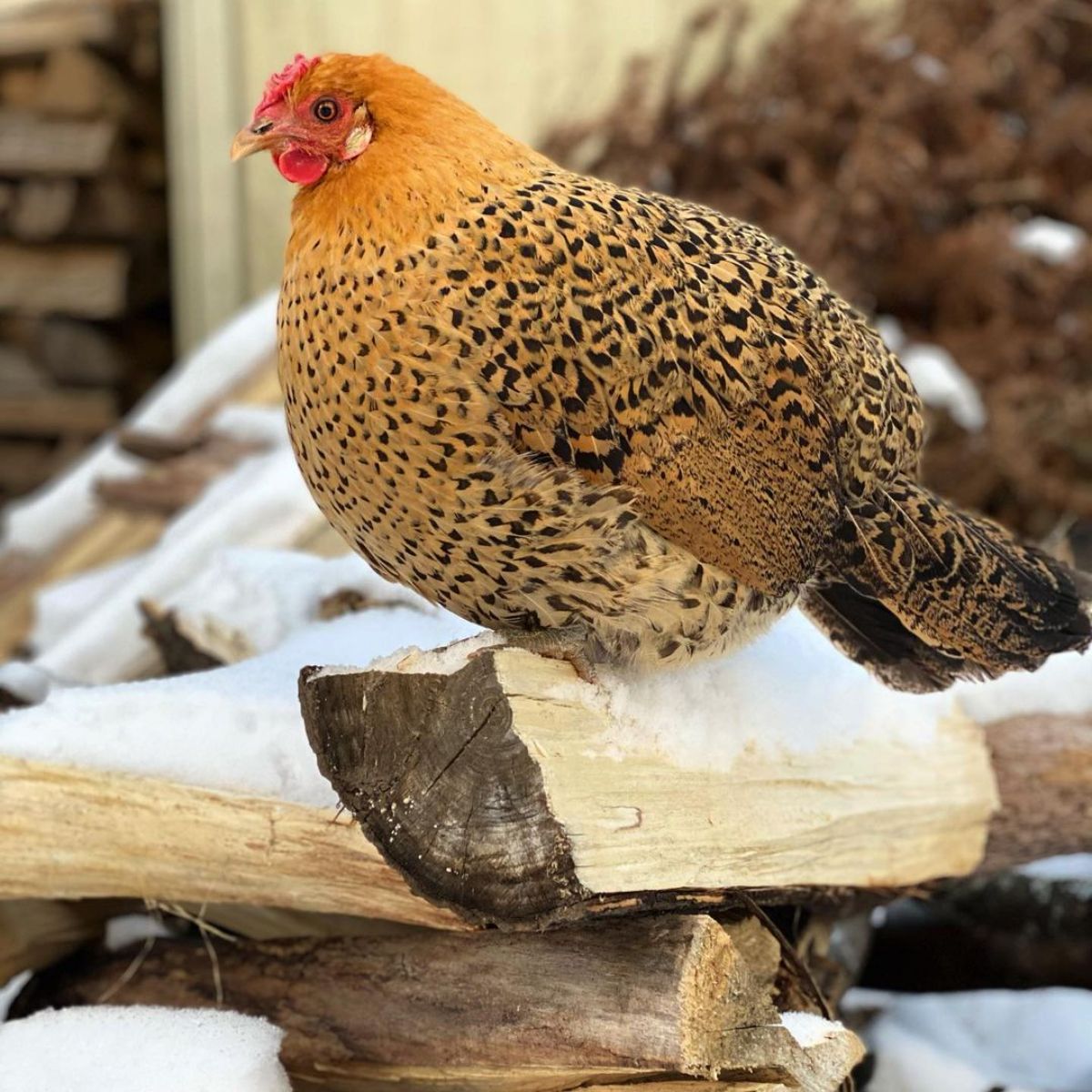 A puffed Sicilian Buttercup Chicken perched on firewood.