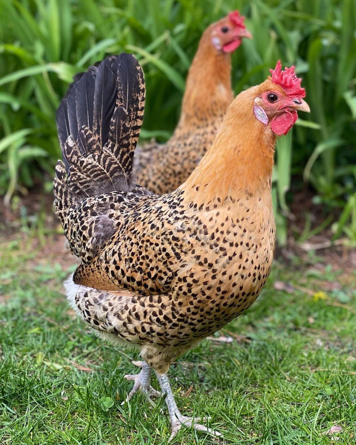 Two adorable Sicilian Buttercup Chickens wandering in a backyard.