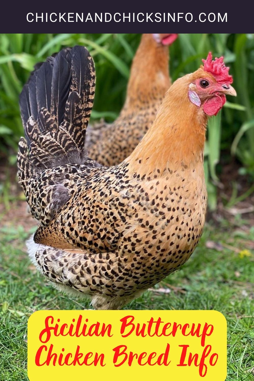 Sicilian Buttercup Chicken Breed Info pinterest image.