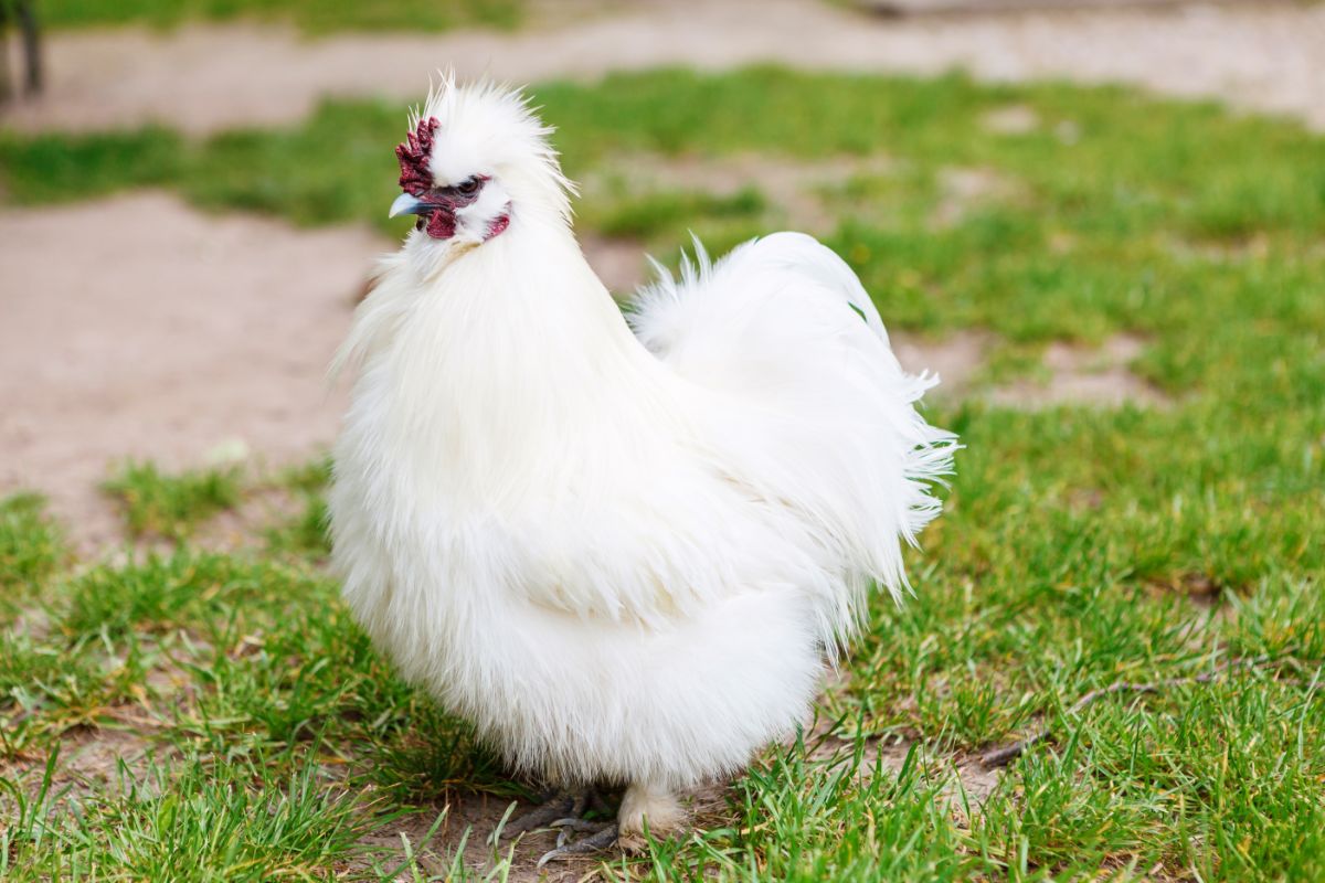 A beautiful fluffy white Silkie Chicken in a backyard.