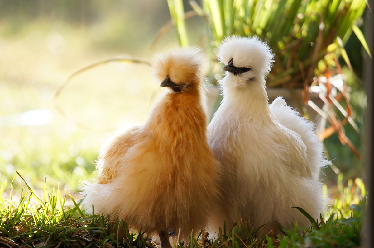 Two beautiful fluffy Silkie chickens on green grass in a partial shade.