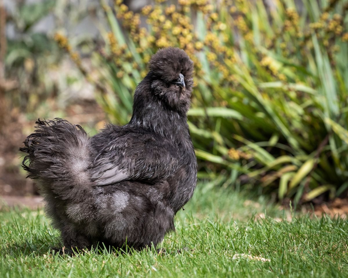 A beautiful fluffy black Silkie Chicken on green grass.
