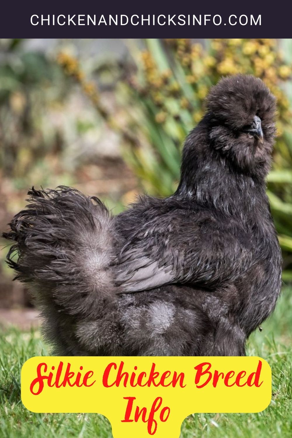 Silkie Chicken Breed Info pinterest image.