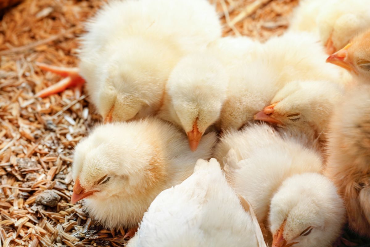 A bunch of adorable sleeping chicks.