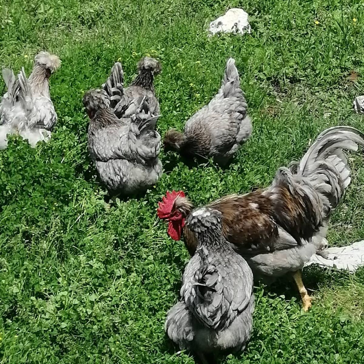 A Sombor Kaporka Chicken flock in a backyard.