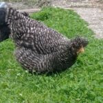 An adorable crested Sombor Kaporka Chicken in a backyard pasture.