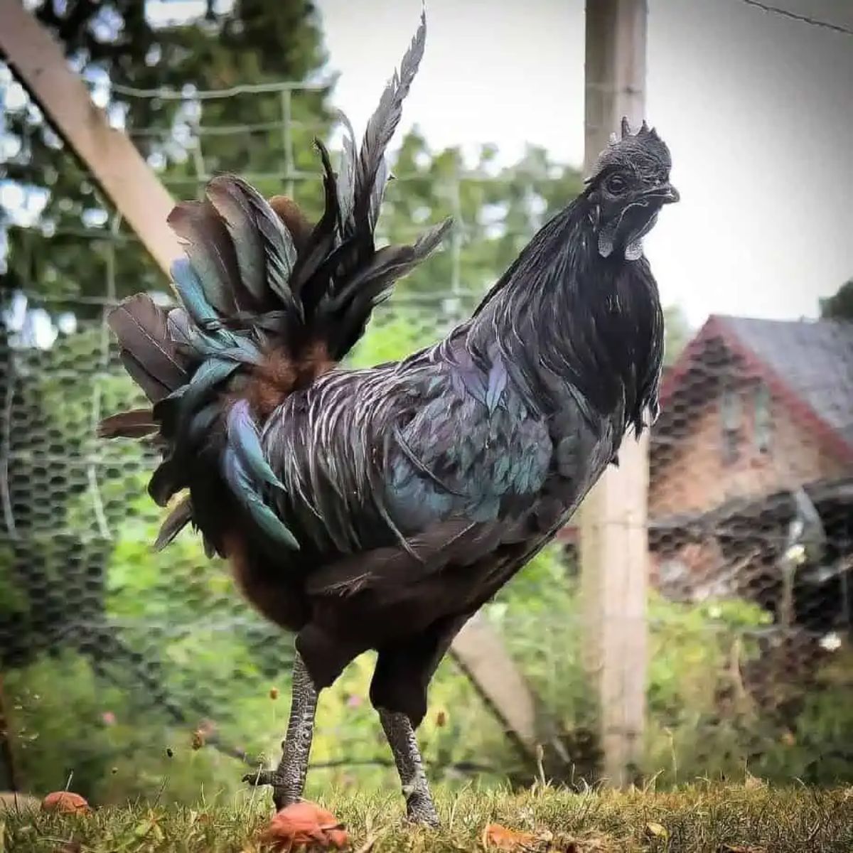 A beauitful Swedish Black rooster near a fence.