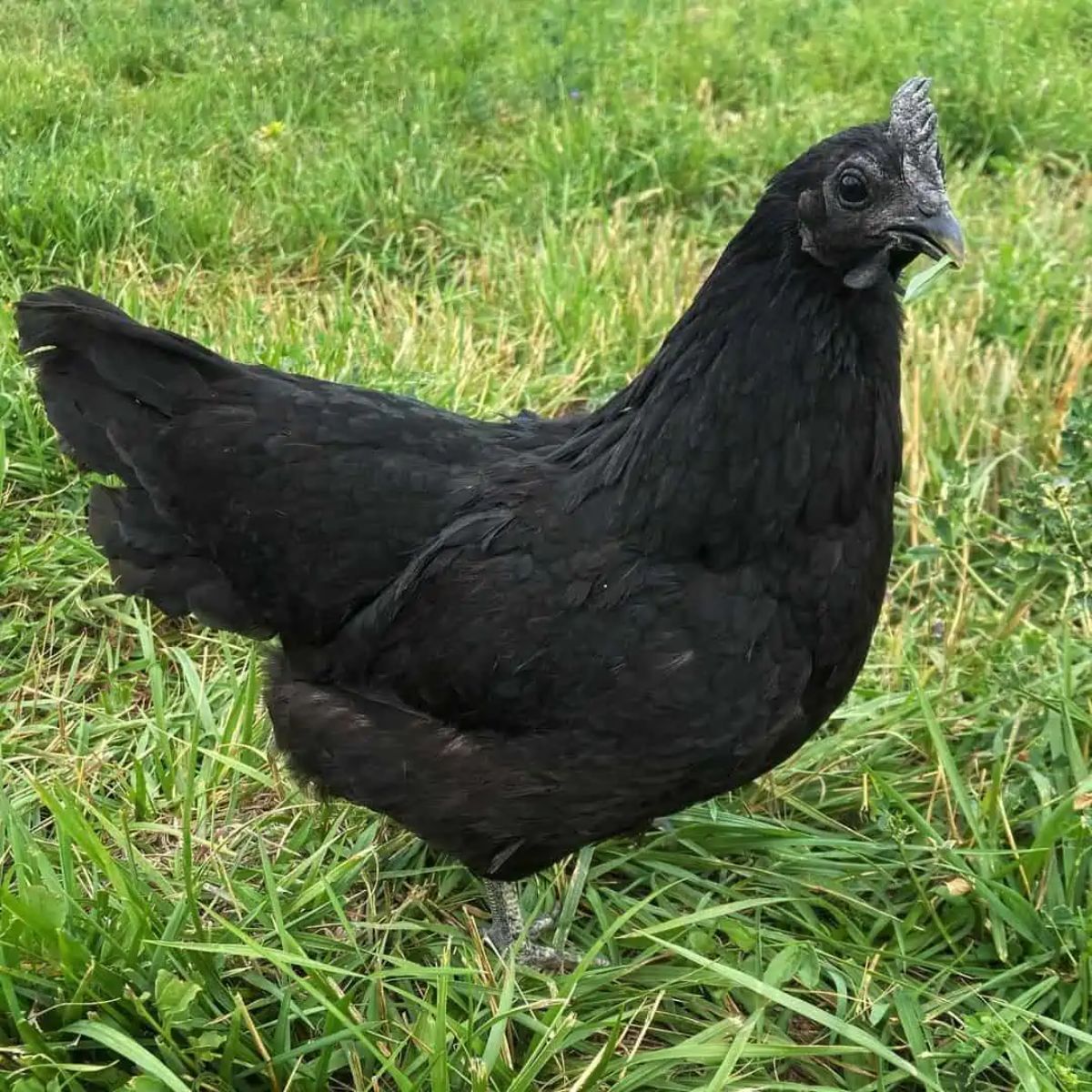 An adrable Swedish Black hen stands on green grass.