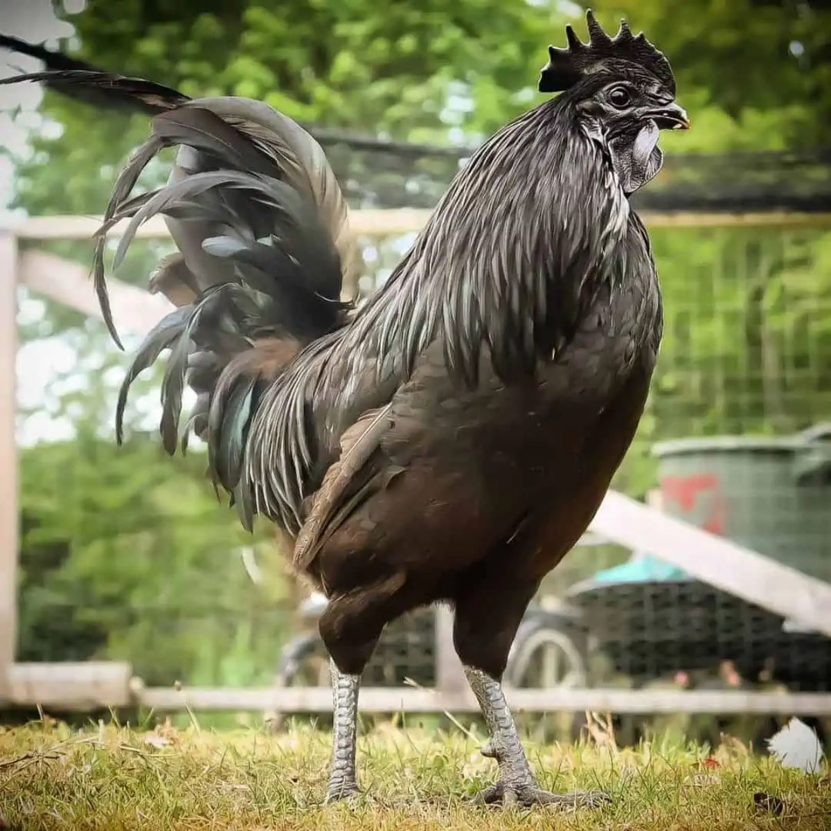 A big beautiful Swedish Black rooster in a backyard.