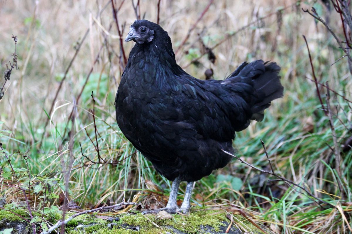 An adorable Swedish Black stands on a moss-covered rock.