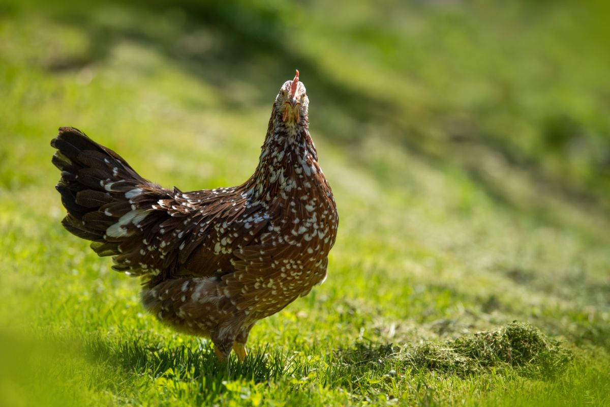 A red Swedish Flower Hen on a green pasture on a sunny day.
