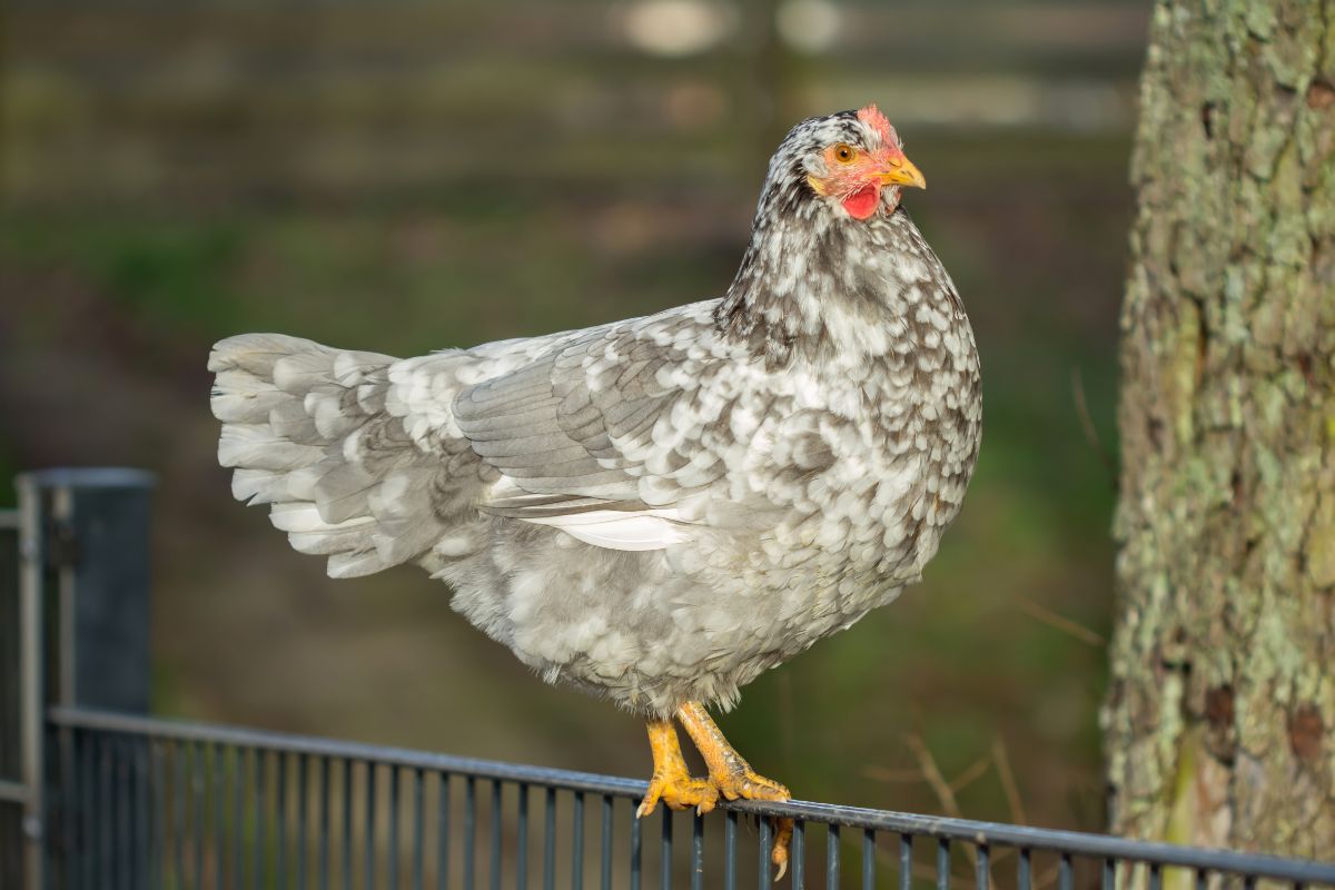 A gray Swedish Flower Hen perched on a metal fence.