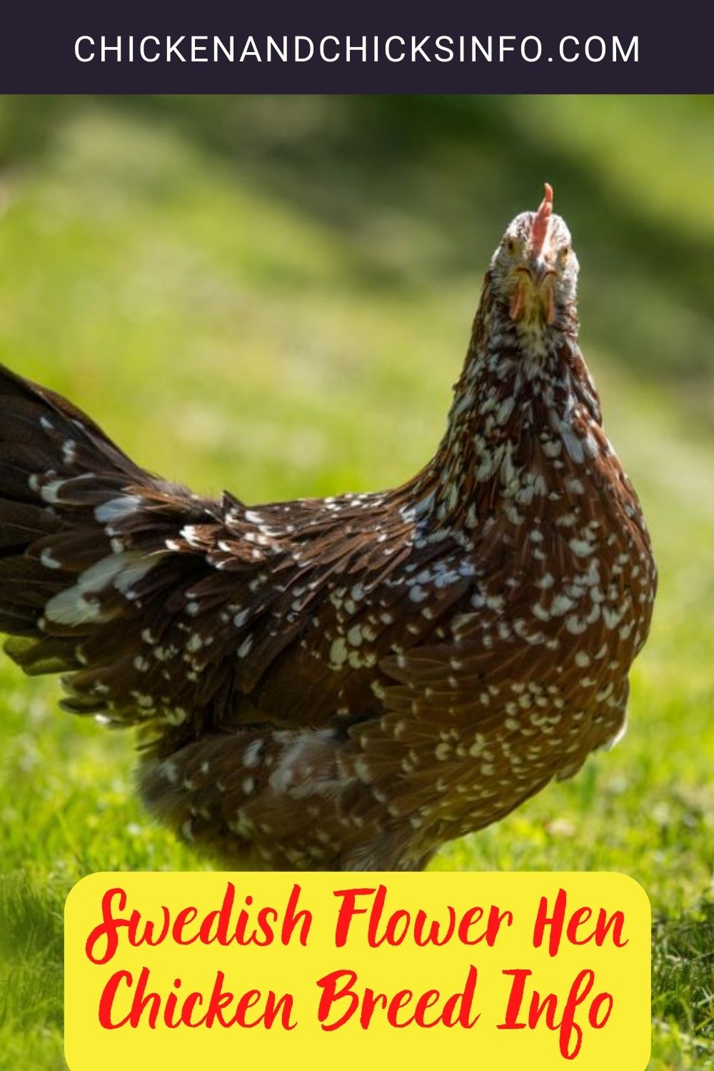 Swedish Flower Hen Chicken Breed Info pinterset image.