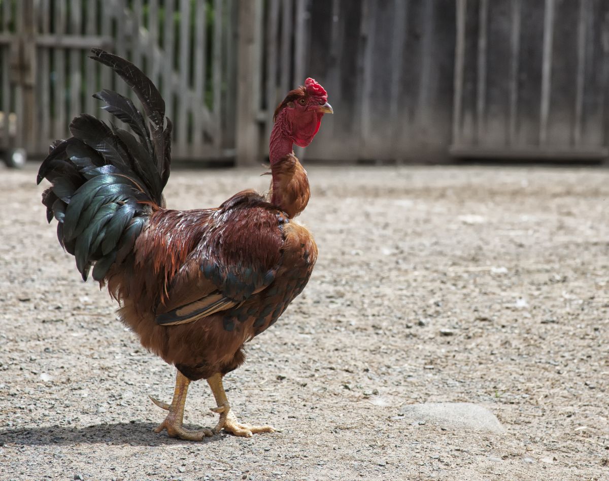 A Turken rooster wandering in a backyard.