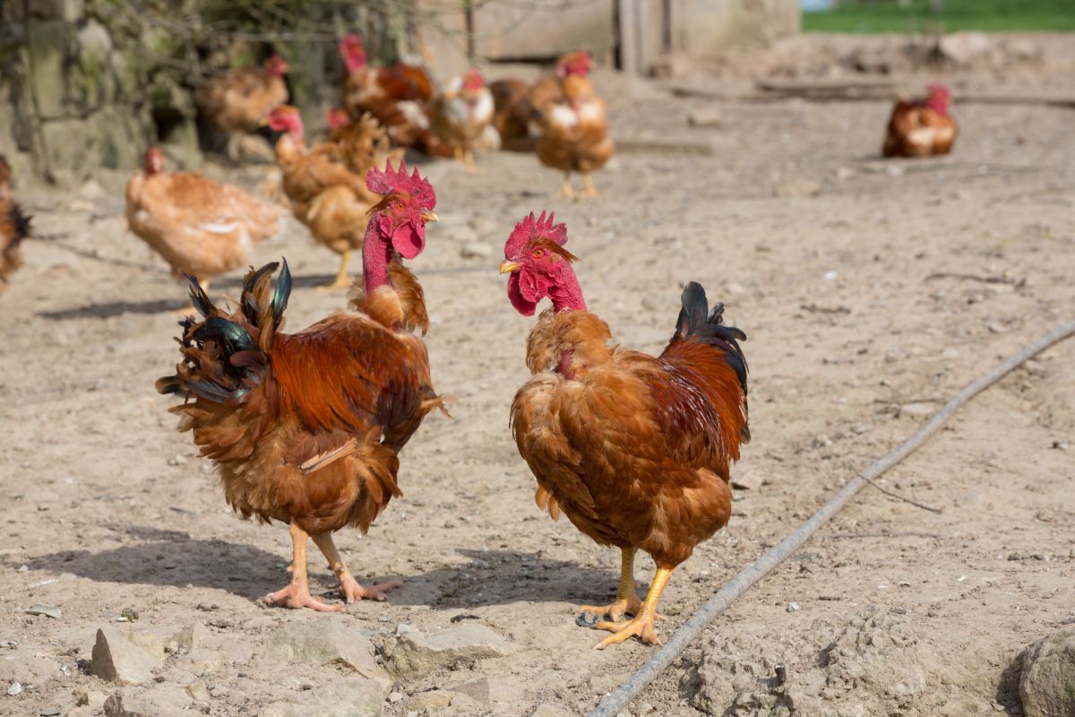 A Turken chicken flock in a backyard.