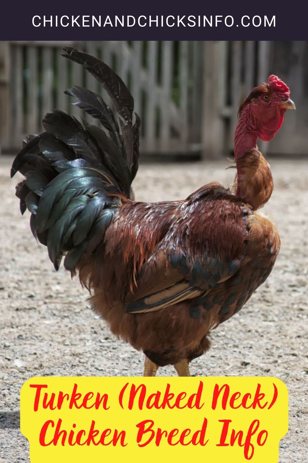 Turken (Naked Neck) Chicken Breed Info pinterest image.