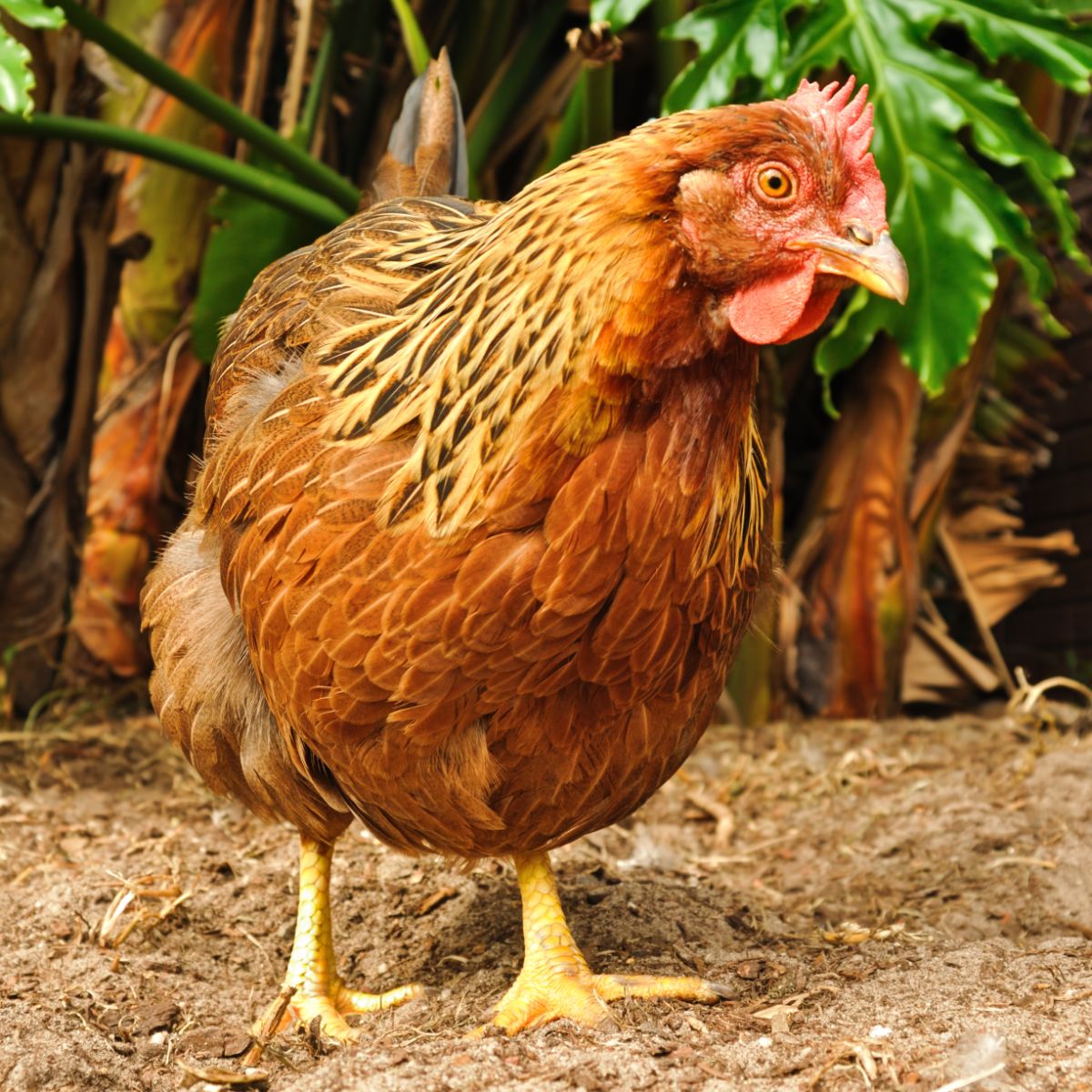 A close-up of an adorable Welsummer Chicken in a backyard.