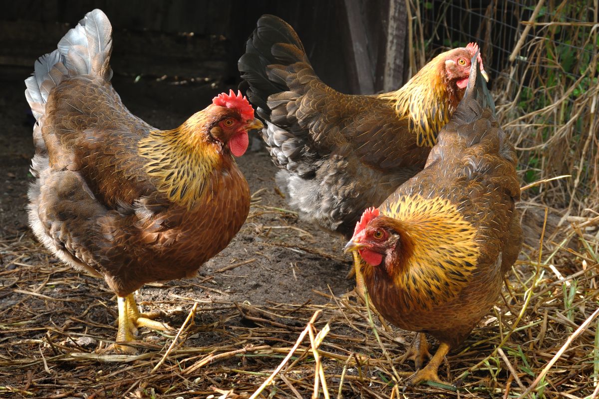 Three adorable Welsummer Chickens in a backyard.