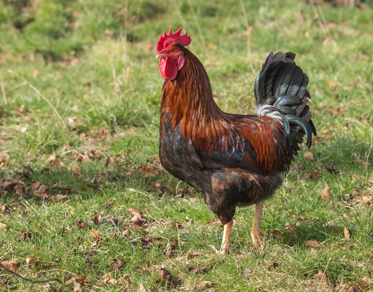 A Welsummer rooster on a green pasture.
