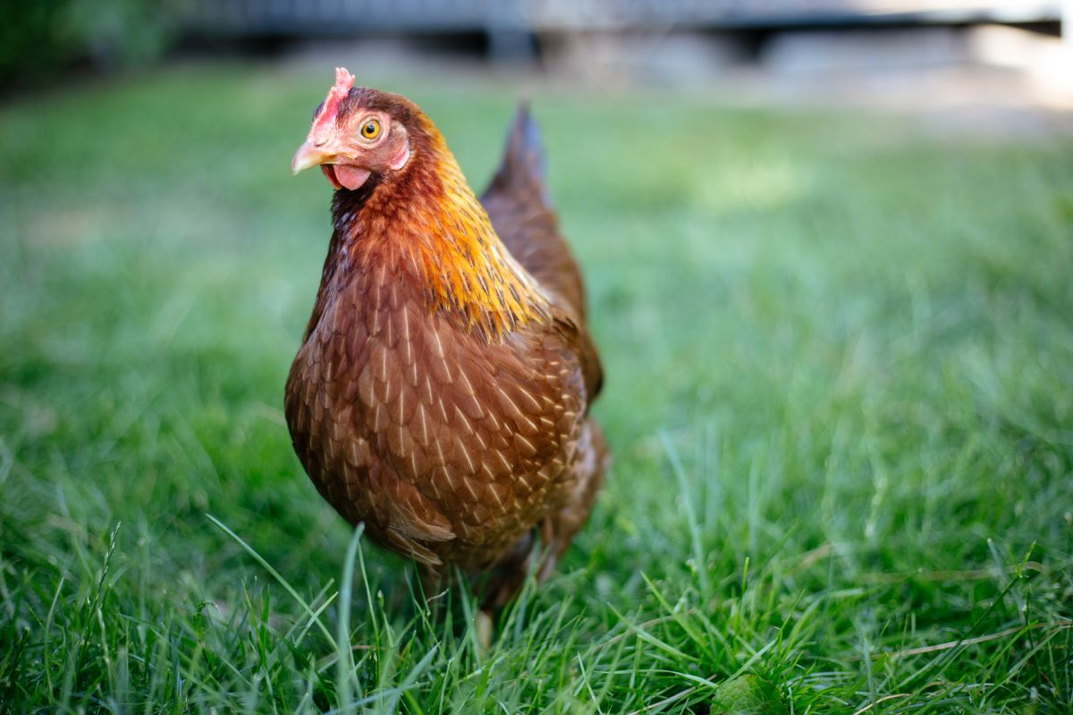 An adorable Welsummer Chicken wandering on a green pasture.