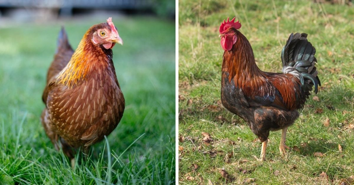 Welsummer Chicken Breed Info + Where to Buy - Chicken & Chicks Info