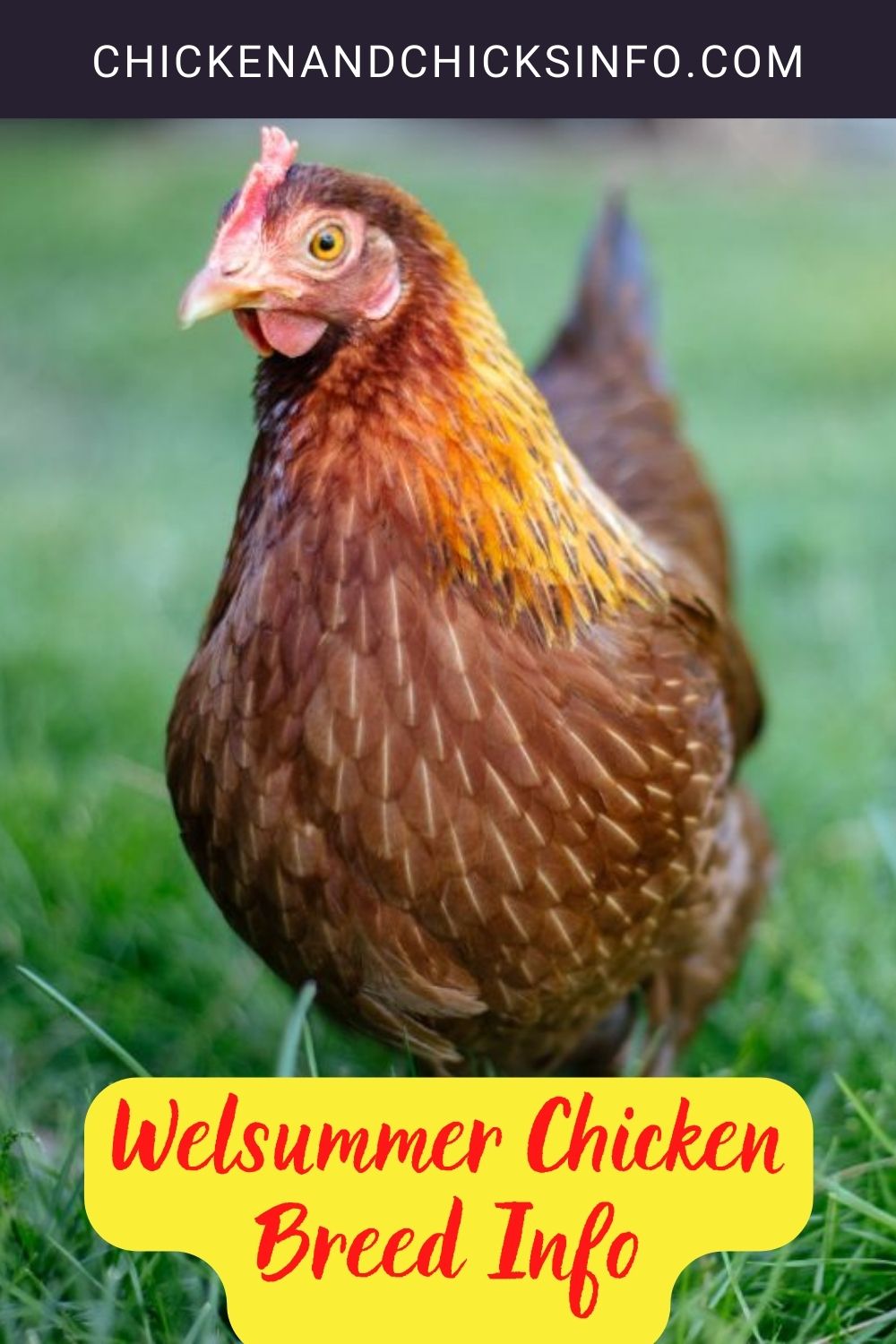 Welsummer Chicken Breed Info pinterest image.