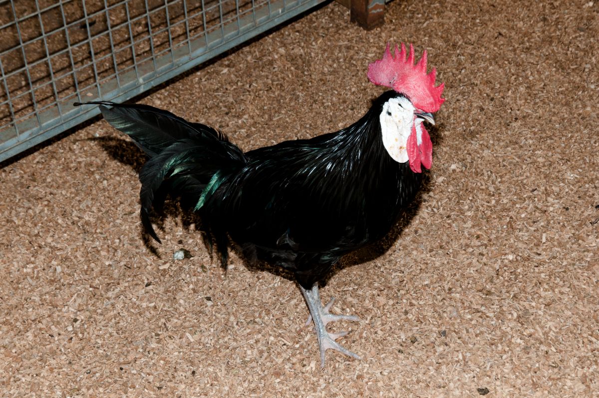 A White Faced Black Spanish Chicken in a chicken coop.