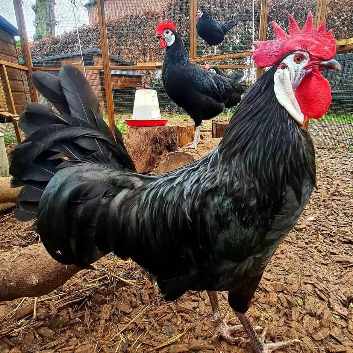 A big White Faced Black Spanish rooster in a backyard.