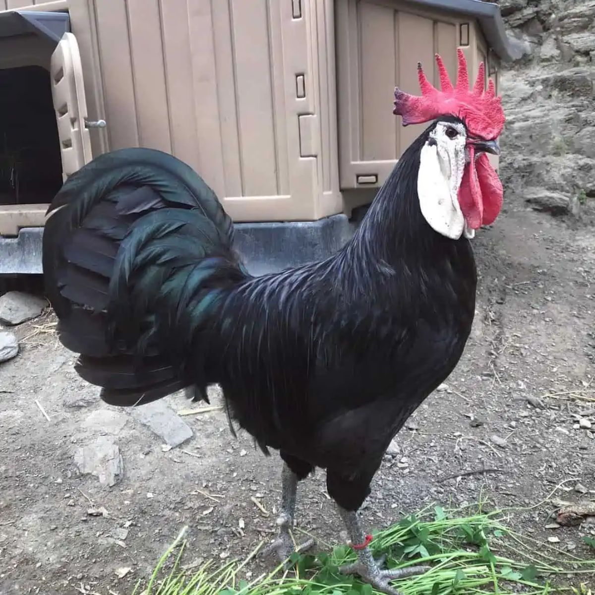 A White Faced Black Spanish rooster near a chicken coop.