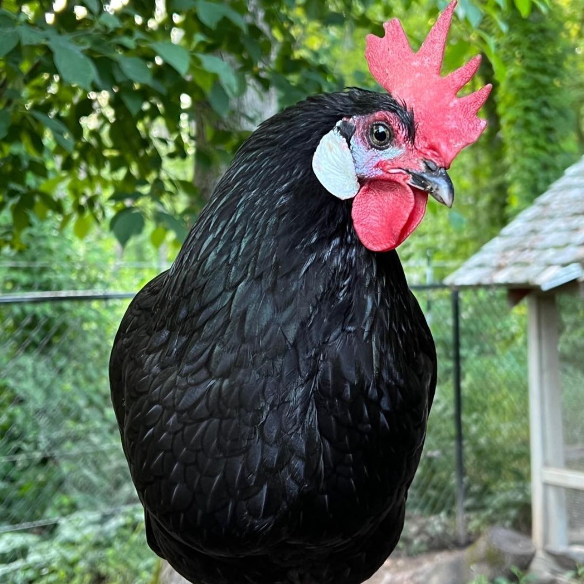 An adorable White Faced Black Spanish Chicken looking into a camera.